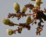 Boswellia Serrata ingredient